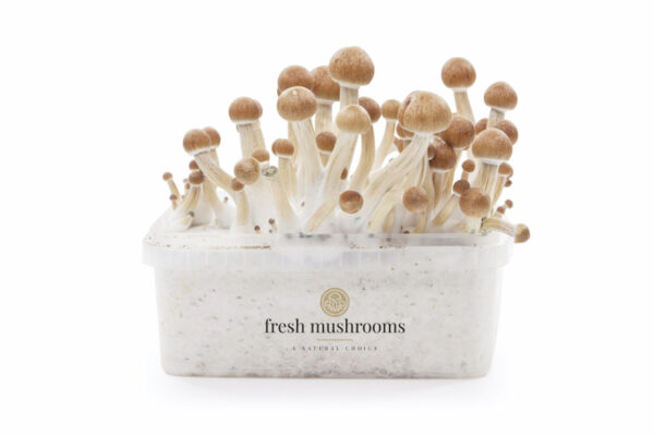 FreshMushrooms® grow kit Amazon