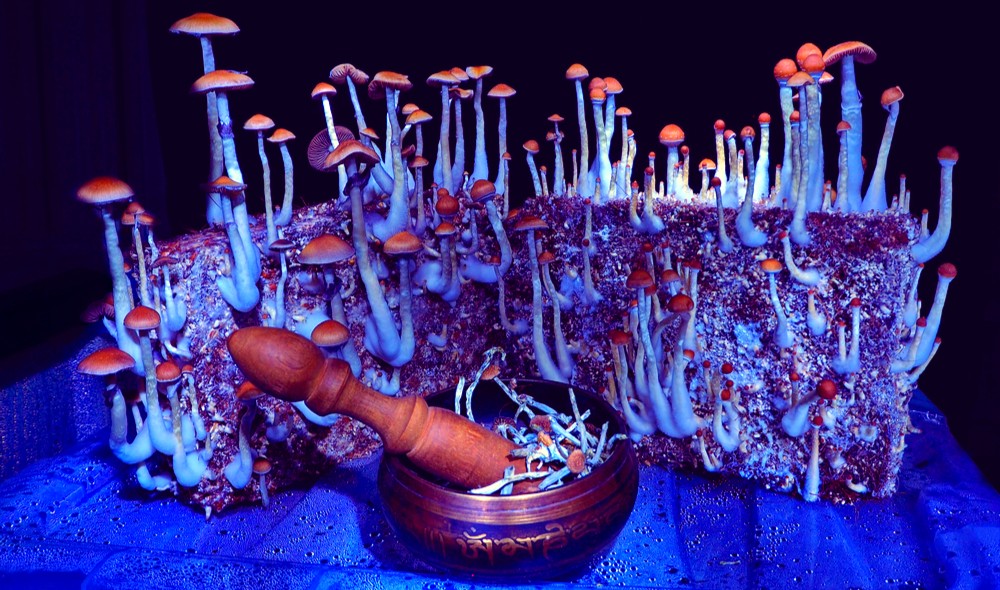 The Best Magic mushrooms dispensary online